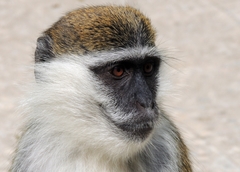 Chlorocebus aethiops