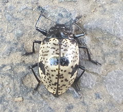 Cypherotylus elevatus