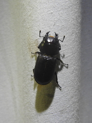 Dorcus parallelus