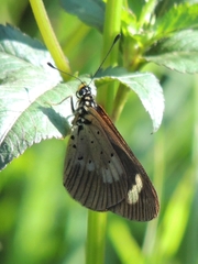 Acraea safie
