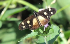 Acraea lycoa