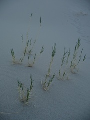 Swallenia alexandrae