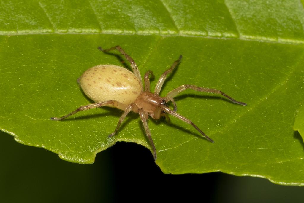 garden ghost spider in May 2023 by accipiter58 · iNaturalist