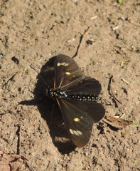 Acraea safie