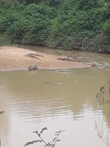 West African Crocodile