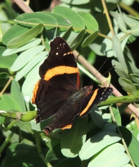 Nymphalini