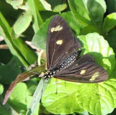 Acraea safie