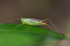 Orchelimum silvaticum