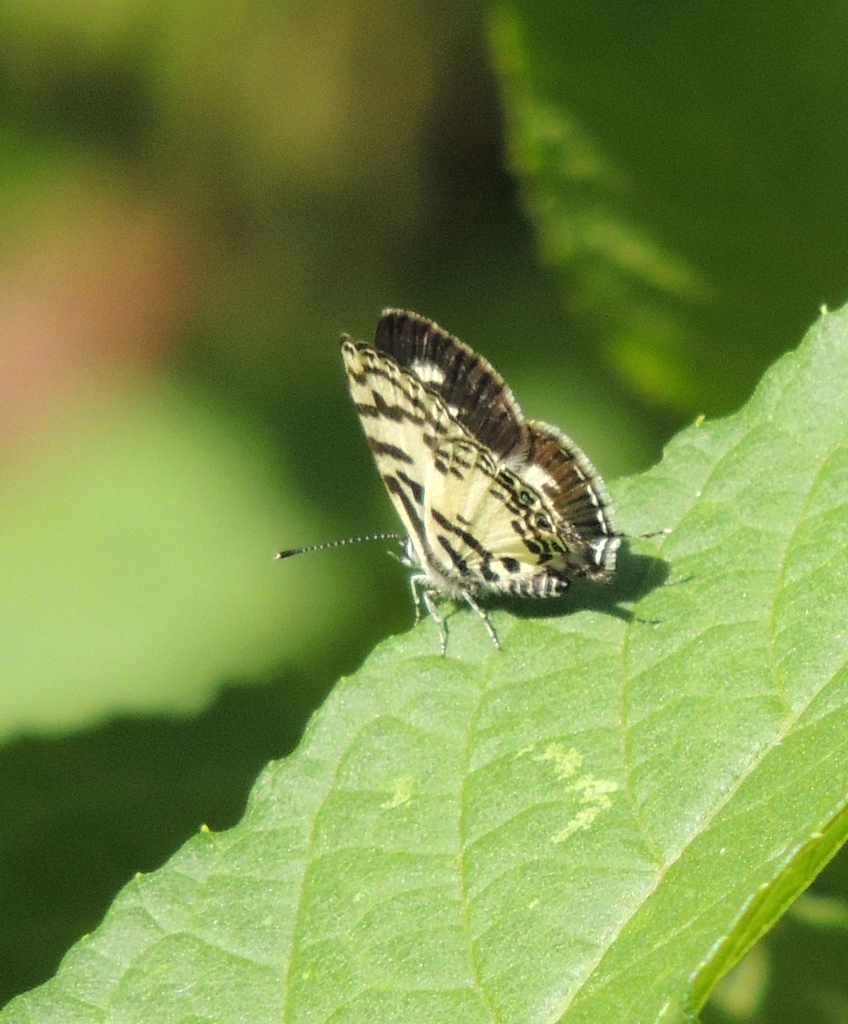 Tuxentius kaffana