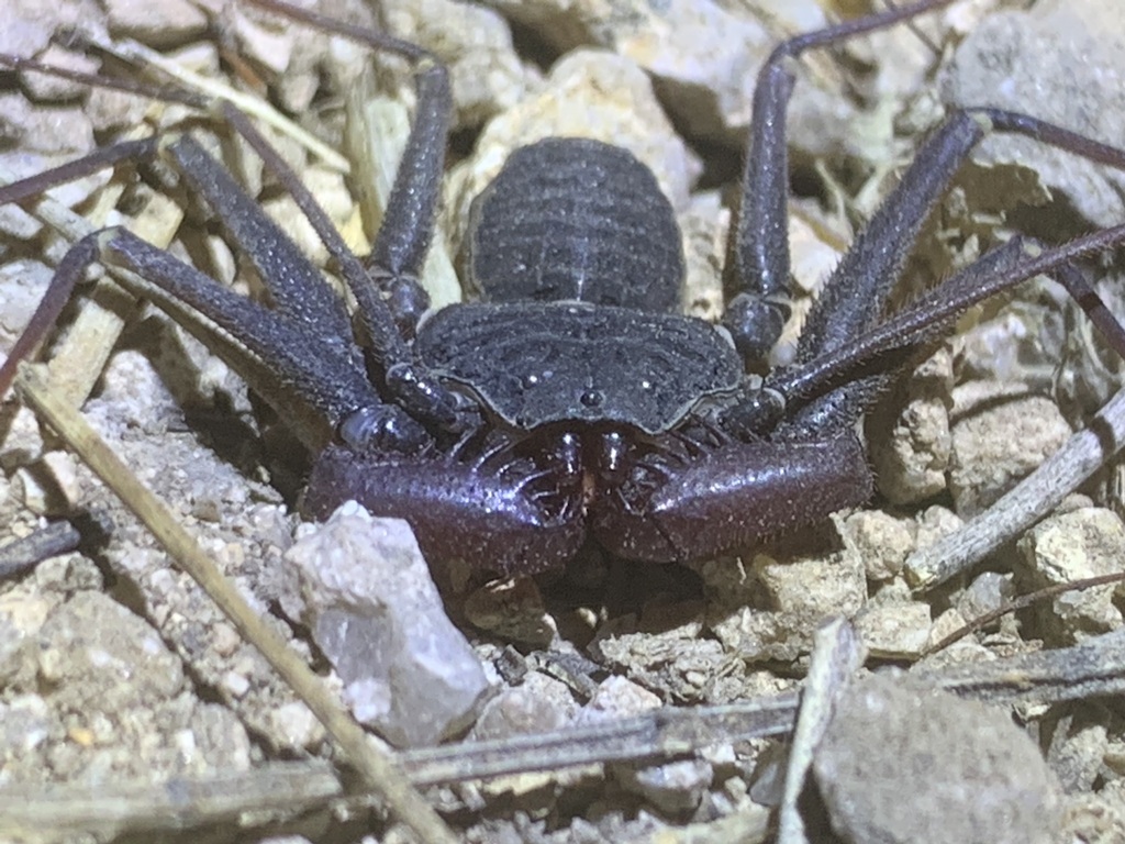 Arizona Tailless Whip Scorpion from Alamos, Son., M??xico on May 27