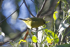 Chlorodrepanis virens