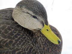 American Black Duck photo 4