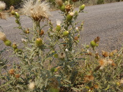 Cirsium cymosum canovirens