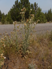 Cirsium cymosum canovirens
