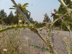 Cirsium cymosum canovirens