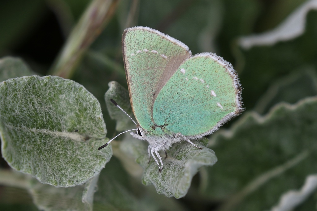 Coastal Green Hairstreak
