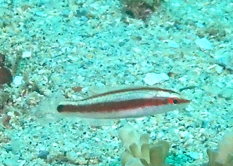 Goldstripe Wrasse