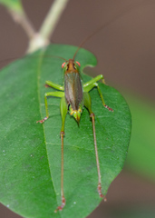 Orchelimum silvaticum