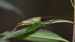 Orchelimum silvaticum