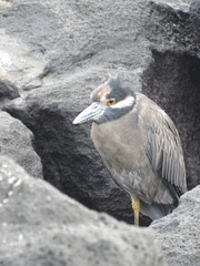 Nyctanassa violacea pauper