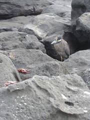 Nyctanassa violacea pauper