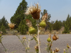 Cirsium cymosum canovirens