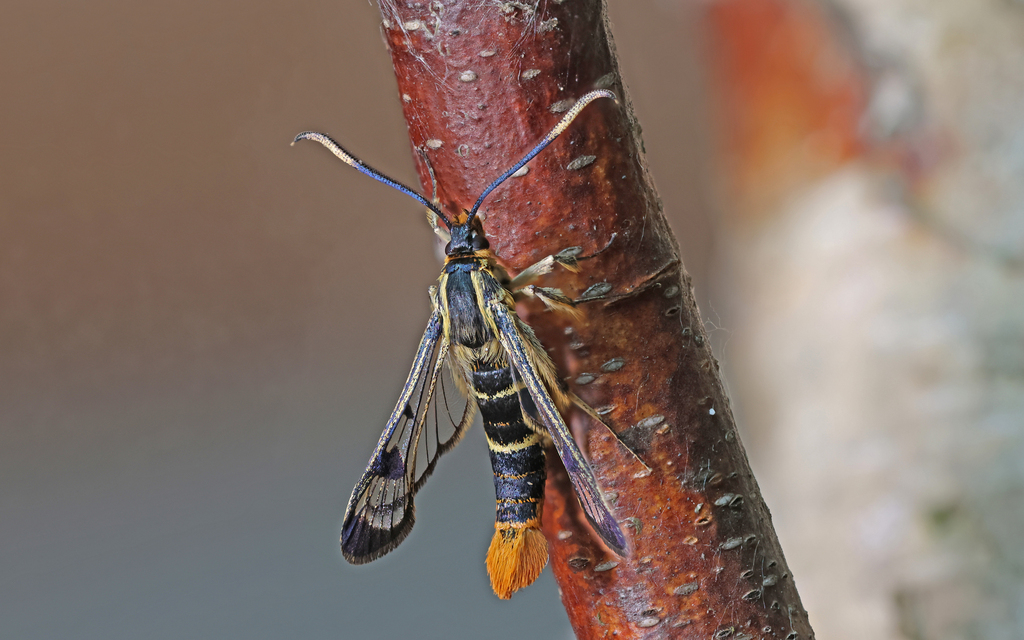 Welsh Clearwing