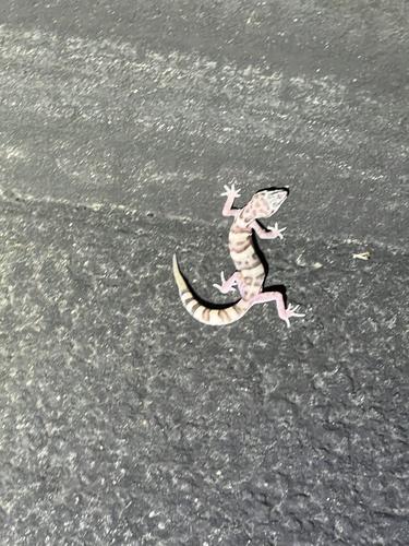 iNaturalist observation photo of Western Banded Gecko