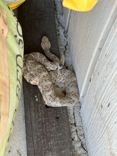 iNaturalist observation photo of Southwestern Speckled Rattlesnake