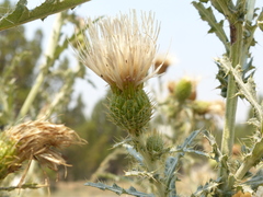 Cirsium cymosum canovirens