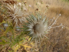 Cirsium cymosum canovirens