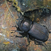 Dorcus parallelipipedus - Photo (c) Christoph Moning, μερικά δικαιώματα διατηρούνται (CC BY), uploaded by Christoph Moning