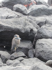 Nyctanassa violacea pauper