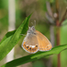 Scarce Heath - Photo (c) Christoph Moning, some rights reserved (CC BY), uploaded by Christoph Moning
