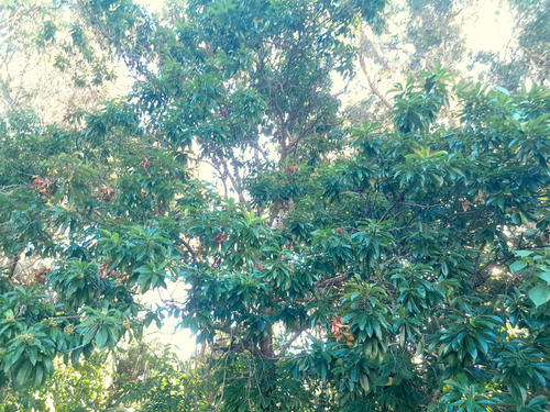 Xanthostemon chrysanthus