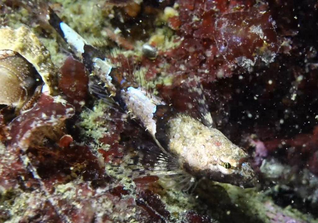 spinynose sculpin