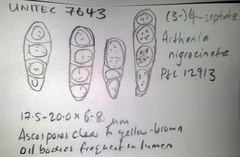 Arthonia nigrocincta