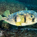Threebar Porcupinefish - Photo (c) Mike Jones, some rights reserved (CC BY-NC), uploaded by Mike Jones