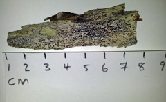 Arthonia nigrocincta