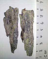 Arthonia nigrocincta