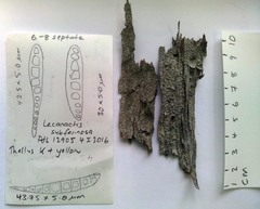 Lecanactis subfarinosa