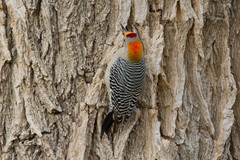 Melanerpes aurifrons