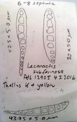 Lecanactis subfarinosa