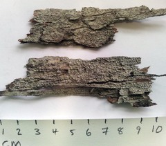 Lecanactis subfarinosa