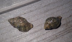 Acanthinucella