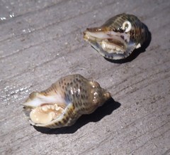 Acanthinucella