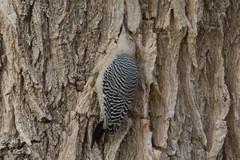 Melanerpes aurifrons