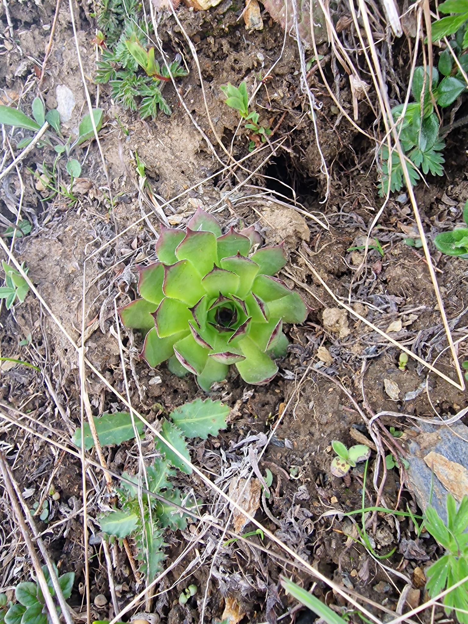 Sempervivum 'Bronzebuben' 2