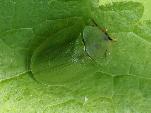 Green Tortoise Beetle (Cassida viridis) photo 3