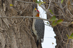 Melanerpes aurifrons